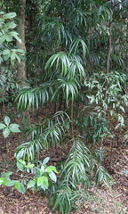 Podocarpus elatus