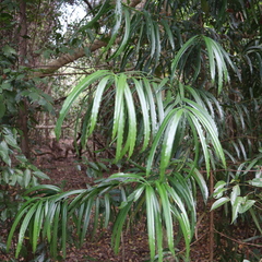 Podocarpus elatus