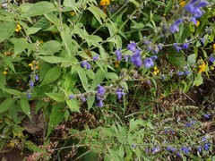 Salvia connivens