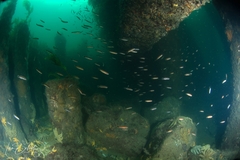 Trachinops caudimaculatus