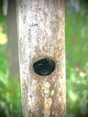 Biluna