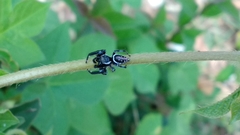 Paraphidippus aurantius