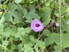 Ipomoea cordatotriloba