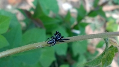 Paraphidippus aurantius