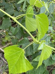 Ampelopsis cordata