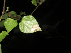 Chalastra pellurgata