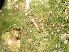 Atomotricha isogama