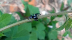 Paraphidippus aurantius