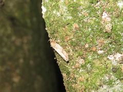 Atomotricha isogama