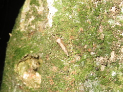 Atomotricha isogama