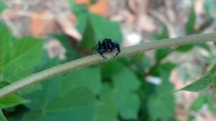 Paraphidippus aurantius