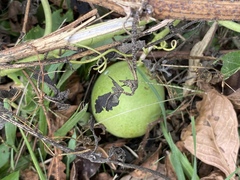 Passiflora incarnata