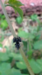 Paraphidippus aurantius