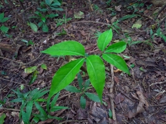 Crateva adansonii formosensis