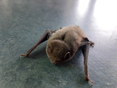 Pipistrellus abramus