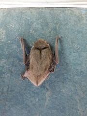 Pipistrellus abramus