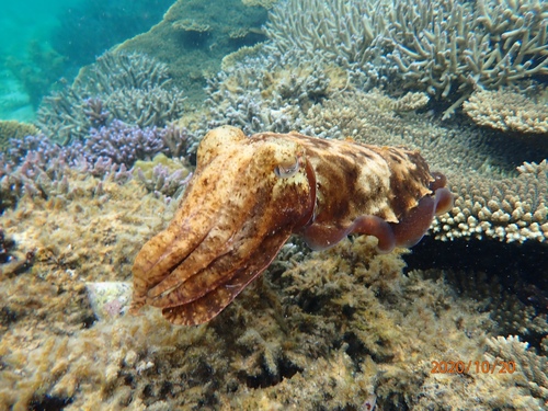 Giant Cuttlefish
