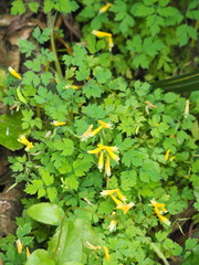 Corydalis formosana