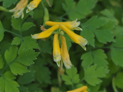 Corydalis formosana