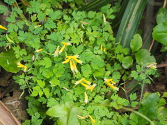 Corydalis formosana