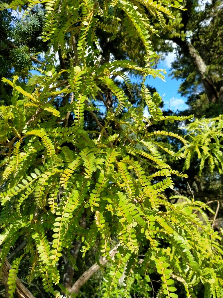 Coastal Kowhai From Matakohe New Zealand On October 25 2020 At 0331