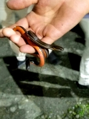 Urotheca lateristriga