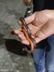 Urotheca lateristriga