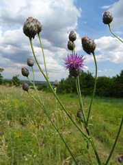 Centaurea scabiosa apiculata