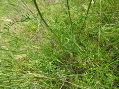 Centaurea scabiosa apiculata