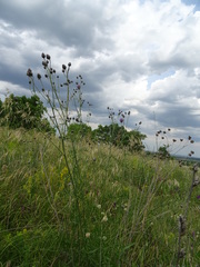 Centaurea scabiosa apiculata