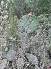 Opuntia quimilo