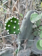 Opuntia quimilo