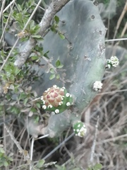 Opuntia quimilo