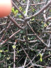 Pittosporum anomalum