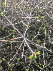 Pittosporum anomalum