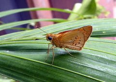 Hesperiidae