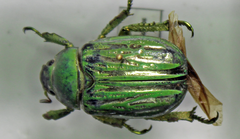 Chrysina gloriosa