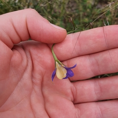 Wahlenbergia luteola