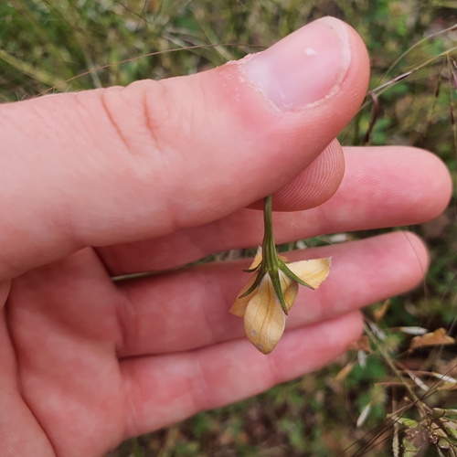 Image of Wahlenbergia luteola by no rights reserved