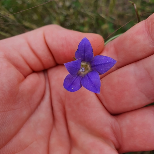 Image of Yellow-Wash Bluebell (Wahlenbergia luteola) by no rights reserved
