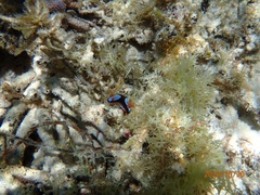 Chromodoris westraliensis