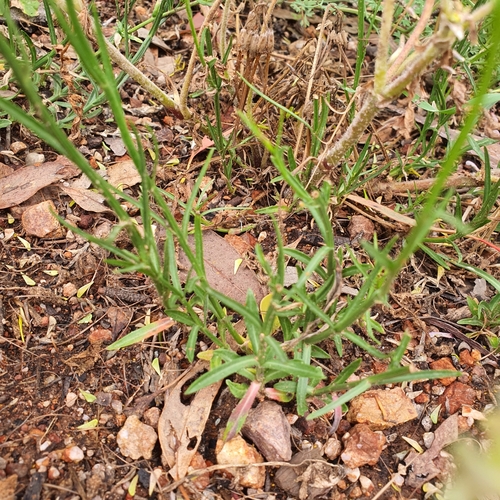 Image of Yellow-Wash Bluebell (Wahlenbergia luteola) by no rights reserved