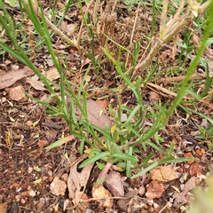 Wahlenbergia luteola