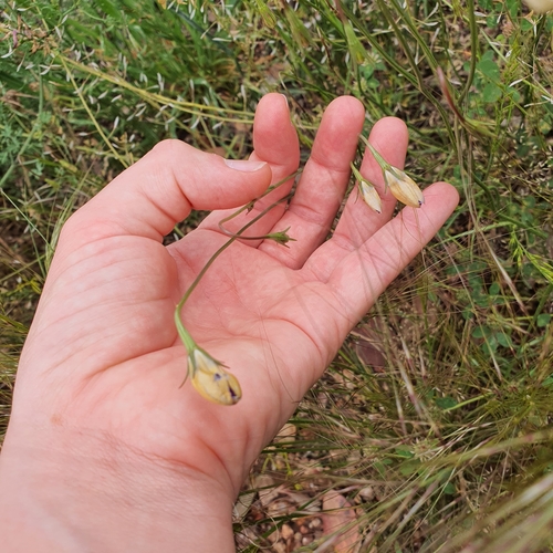 Image of Yellow-Wash Bluebell (Wahlenbergia luteola) by no rights reserved