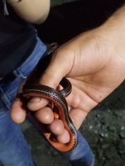 Urotheca lateristriga