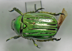 Chrysina gloriosa