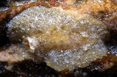 Sclerodoris