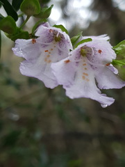 Prostanthera linearis