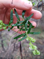 Prostanthera linearis