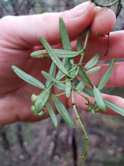 Prostanthera linearis